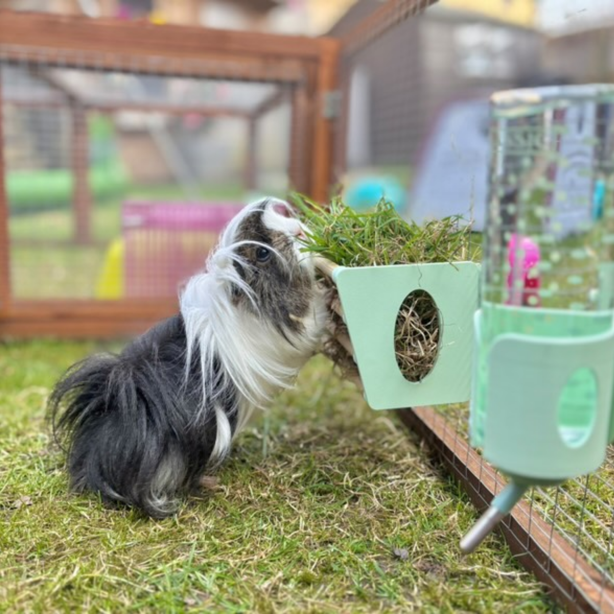Guinea Pig & Rabbit Hay Rack – Pastel Purple | Made in Britain