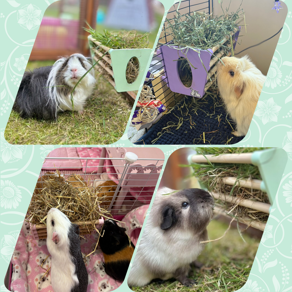 Guinea Pig & Rabbit Hay Rack – Pastel Purple | Made in Britain